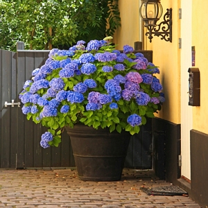 Hydrangea Nikko Blue